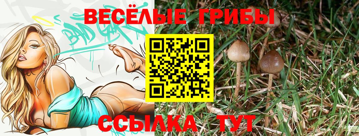 Псилоцибиновые грибы Cubensis Хасавюрт